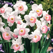 Baby Pink Daffodil Seeds