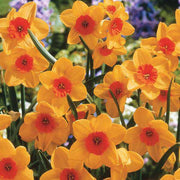 Orange Daffodil Seeds