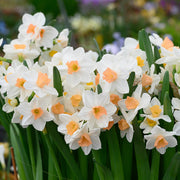 Peach Daffodil Seeds