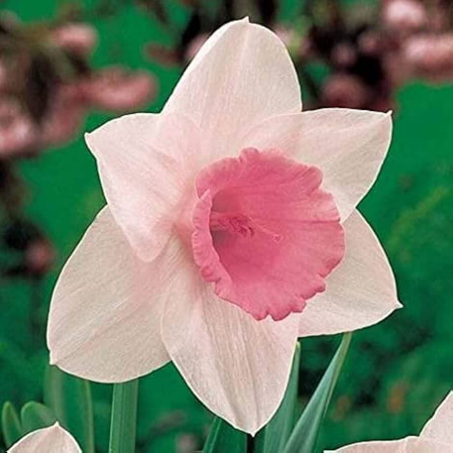 Baby Pink Daffodil Seeds
