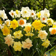 Mixed Daffodil Seeds