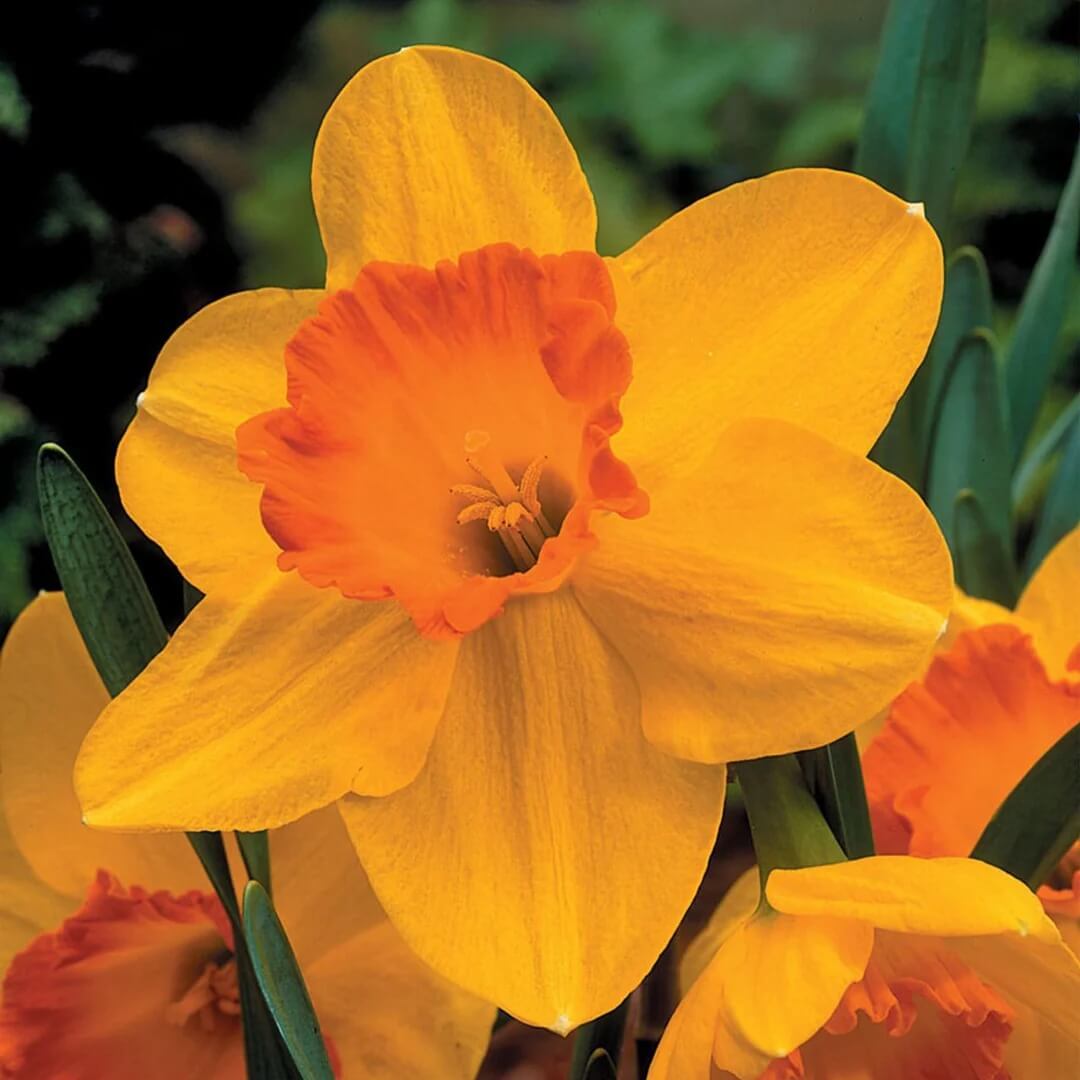Orange Daffodil Seeds