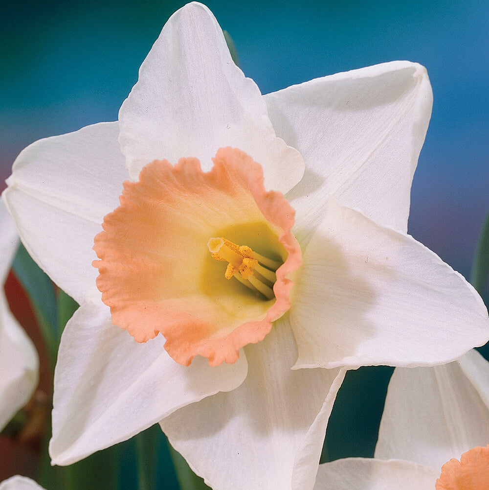 Peach Daffodil Seeds