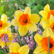 Univalve Yellow Daffodil Seeds