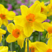 Univalve Yellow Daffodil Seeds