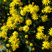 Dahlberg Daisy Seeds, Golden Blooms