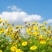 Dahlberg Daisy Seeds, Golden Blooms