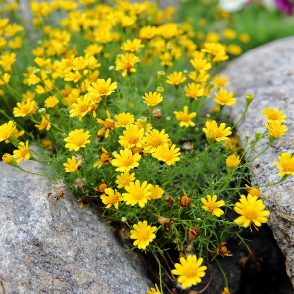 Dahlberg Daisy Seeds, Golden Blooms