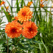 Dark Orange Dahlia Seeds