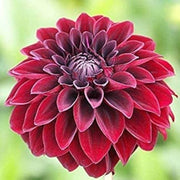 Arabian Night Wildflower Dahlia Seeds