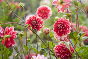 Dahlia Seeds – Dahlia variabilis
