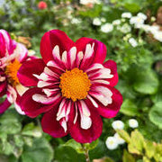 Bumble Rumble Collarette Dahlia Seeds