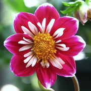 Collarette Dahlia Seeds
