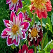 Collarette Dahlia Seeds