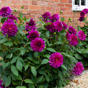 Dahlia Seeds – Dahlia variabilis