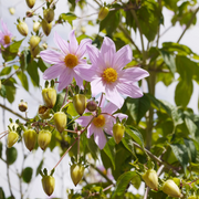 Imperialis Dahlia Seeds