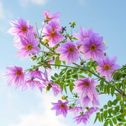 Imperialis Dahlia Seeds