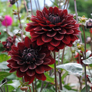 Karma Choc Dahlia Seeds