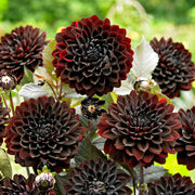 Karma Choc Dahlia Seeds