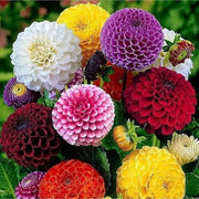 Large Dahlia Seeds