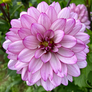 Lauren Michele Dahlia Seeds
