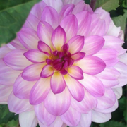 Lauren Michele Dahlia Seeds