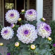 Mixed White and Purple Dahlia Seeds