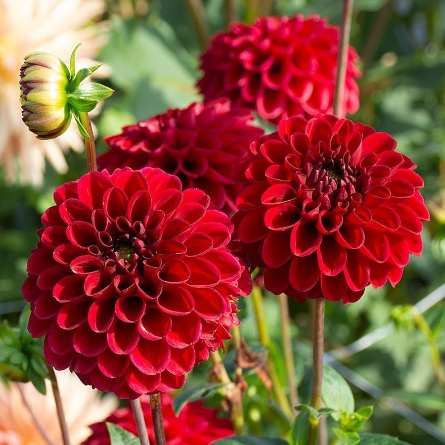 Dahlia Seeds – Dahlia variabilis