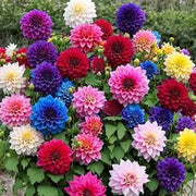 Pompon Wildflower Mix Dahlia Seeds