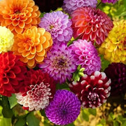 Pompon Wildflower Mix Dahlia Seeds