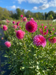 Dahlia Seeds – Dahlia variabilis