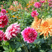 Dahlia Seeds – Dahlia variabilis