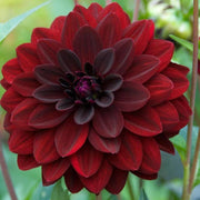 Arabian Night Wildflower Dahlia Seeds