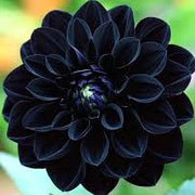 Black Pompon Dahlia Seeds