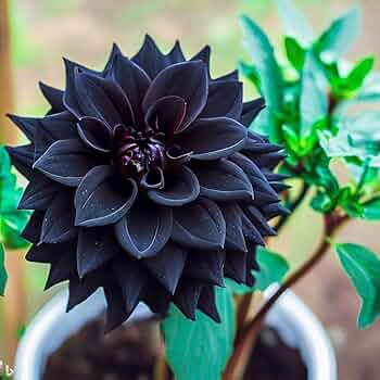 Black Pompon Dahlia Seeds