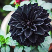 Black Pompon Dahlia Seeds