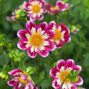 Bumble Rumble Collarette Dahlia Seeds