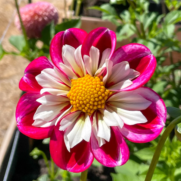 Collarette Dahlia Seeds