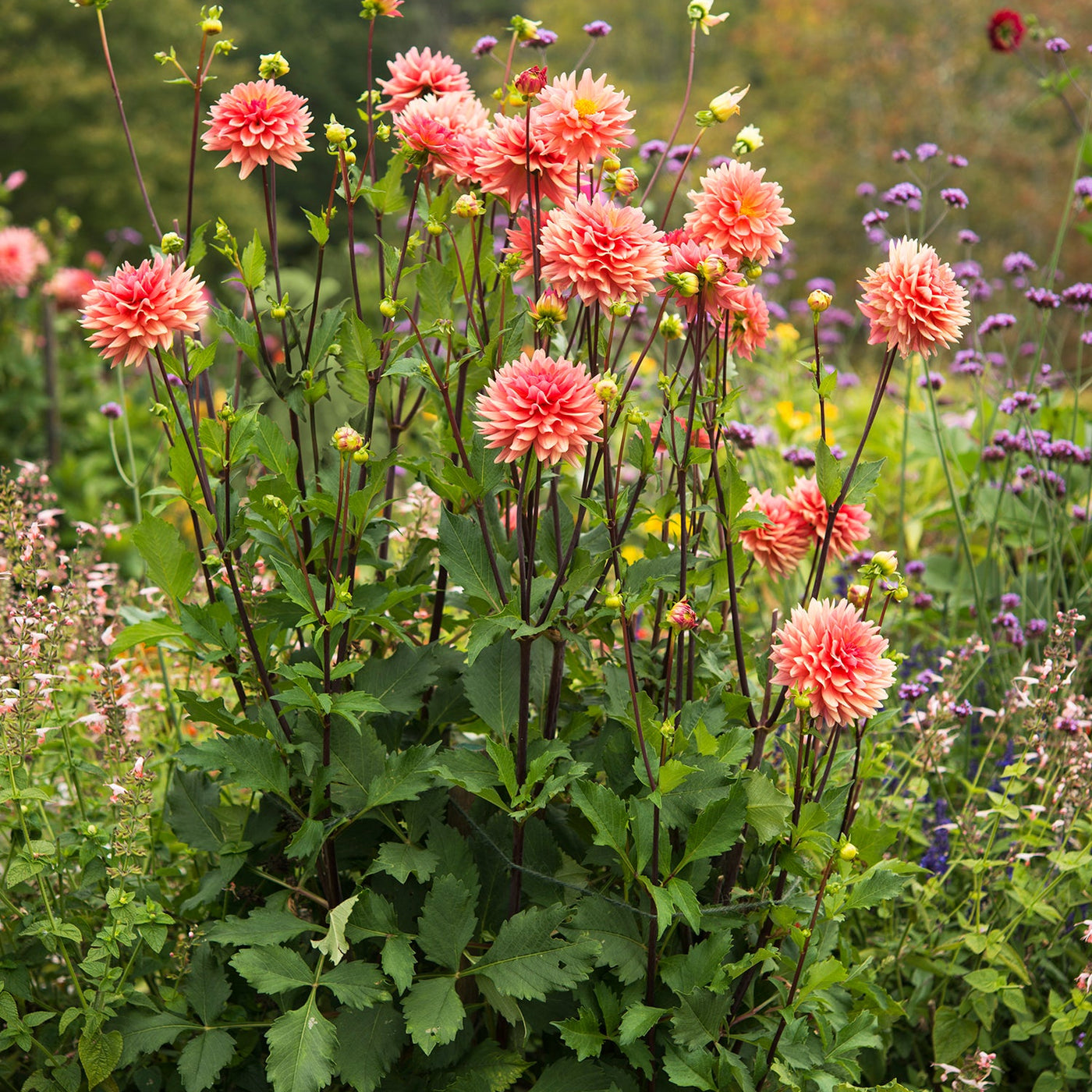 Dahlia Seeds – Dahlia variabilis