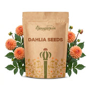 Dahlia Seeds – Dahlia variabilis