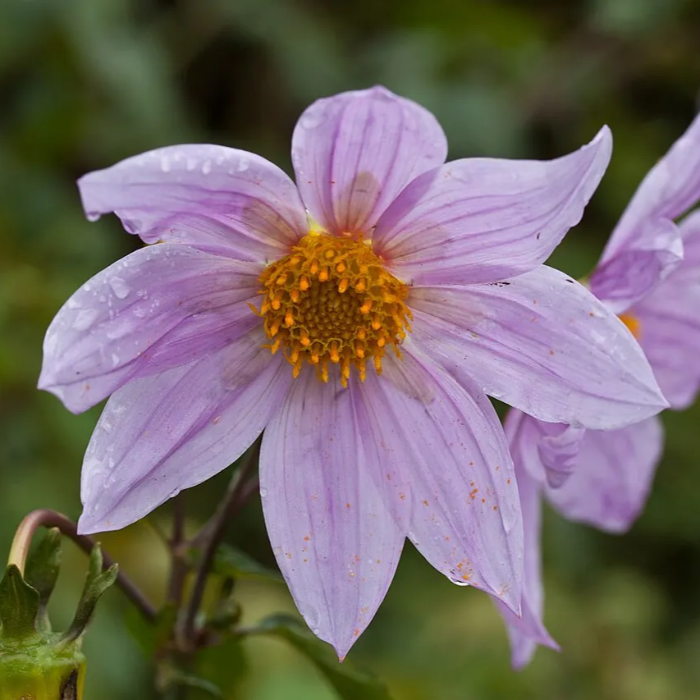 Imperialis Dahlia Seeds
