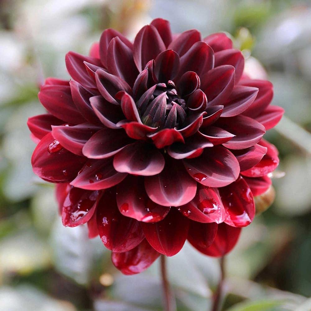 Karma Choc Dahlia Seeds