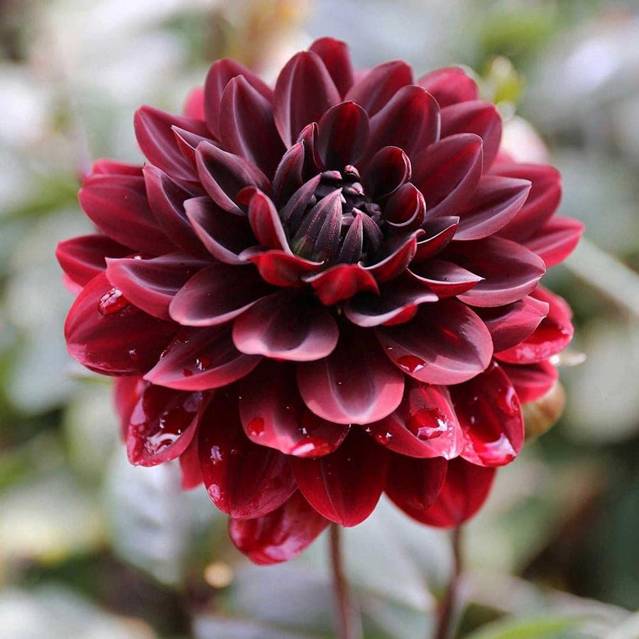 Karma Choc Dahlia Seeds