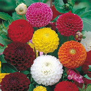 Large Dahlia Seeds