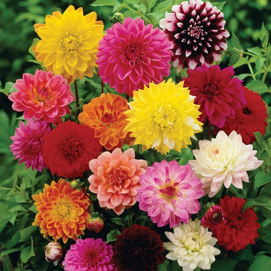 Large Dahlia Seeds