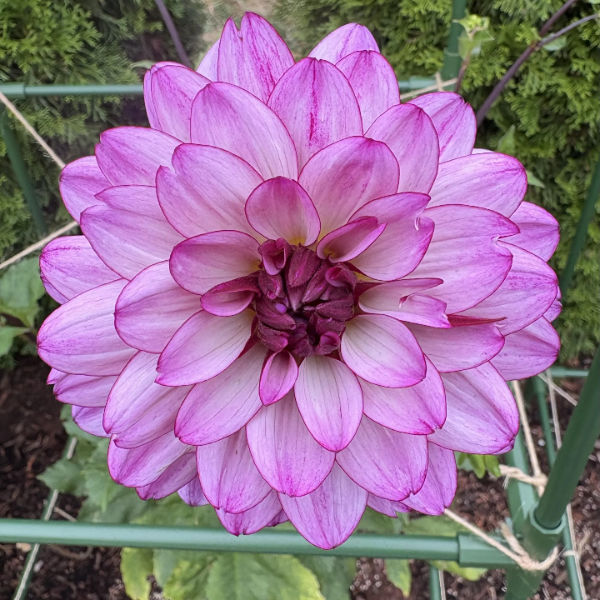 Lauren Michele Dahlia Seeds