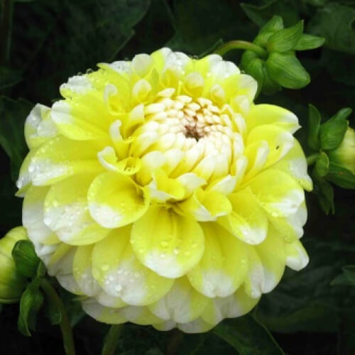 Lemon Pie Dahlia Seeds