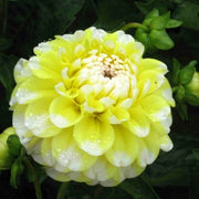 Lemon Pie Dahlia Seeds