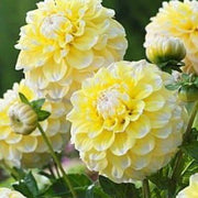 Lemon Pie Dahlia Seeds