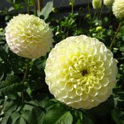 Lemon Pie Dahlia Seeds